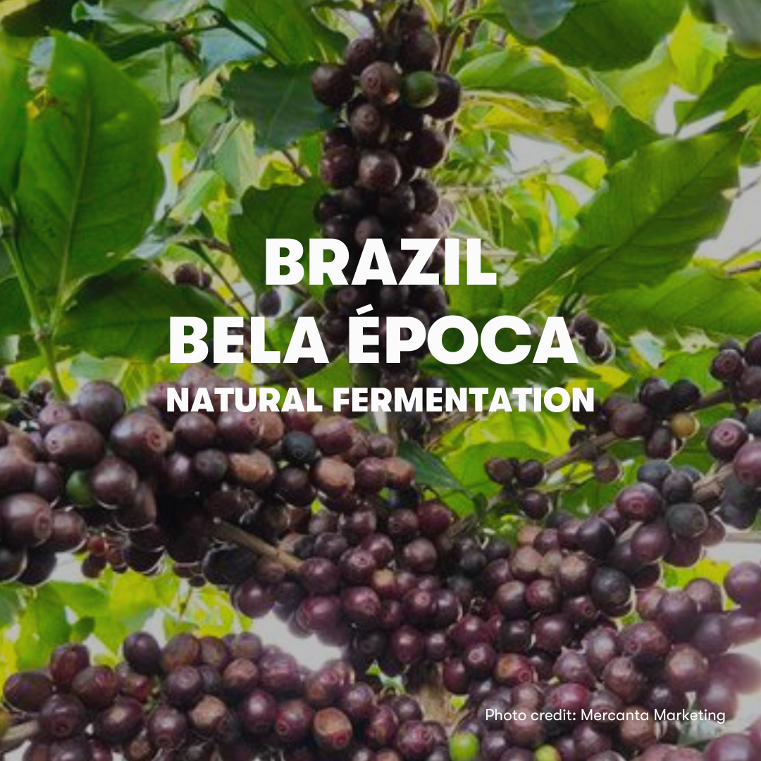 Brazil Bela Época Natural Fermentation