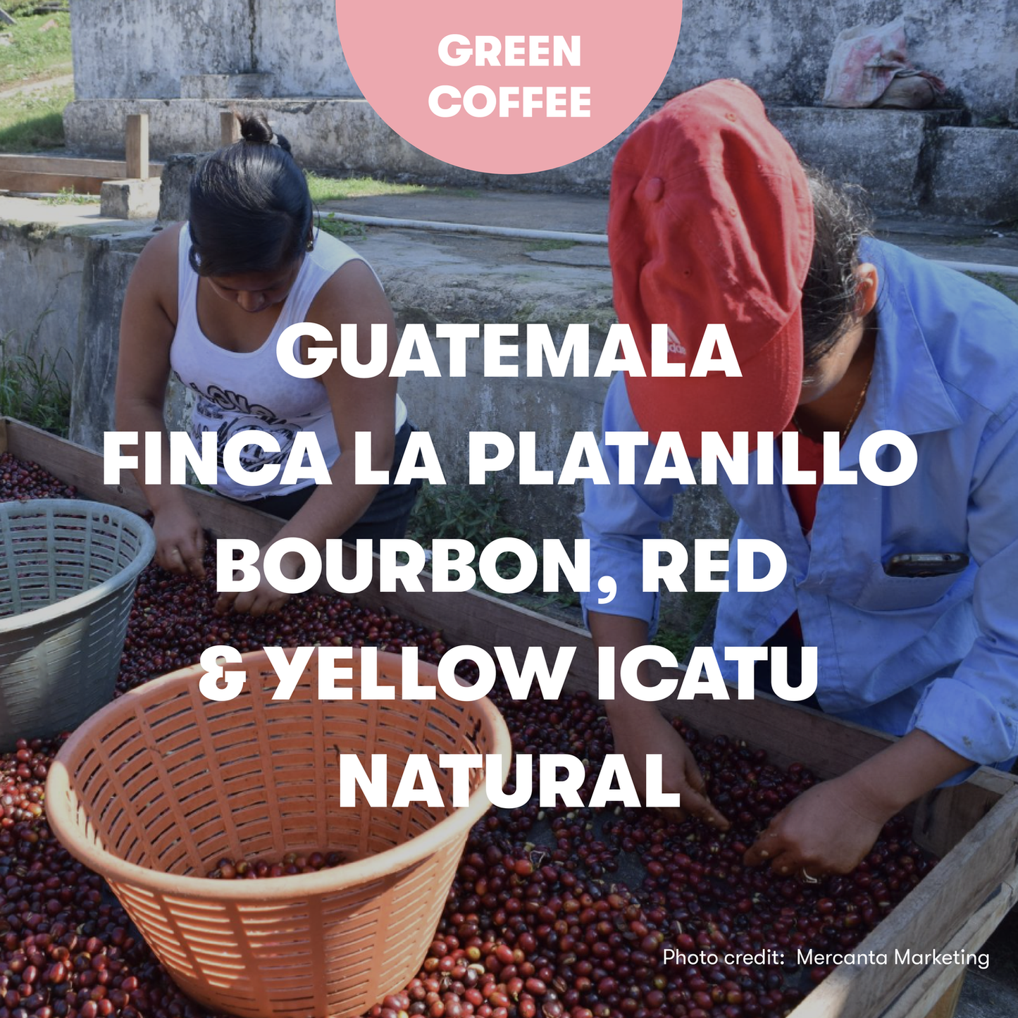 Guatemala El Platanillo Bourbon, Red & Yellow Icatu Natural