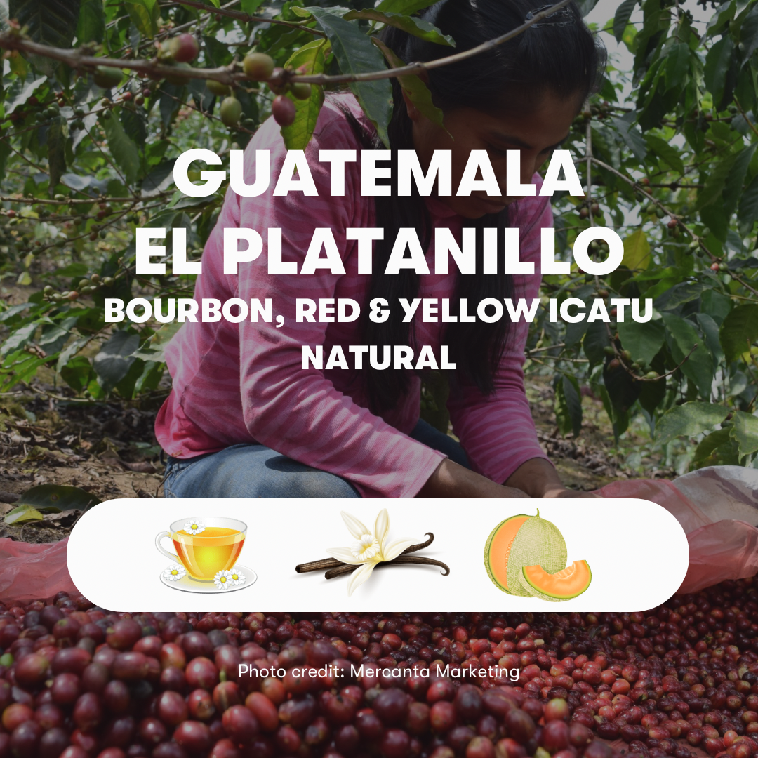 Guatemala El Platanillo Bourbon, Red & Yellow Icatu Natural