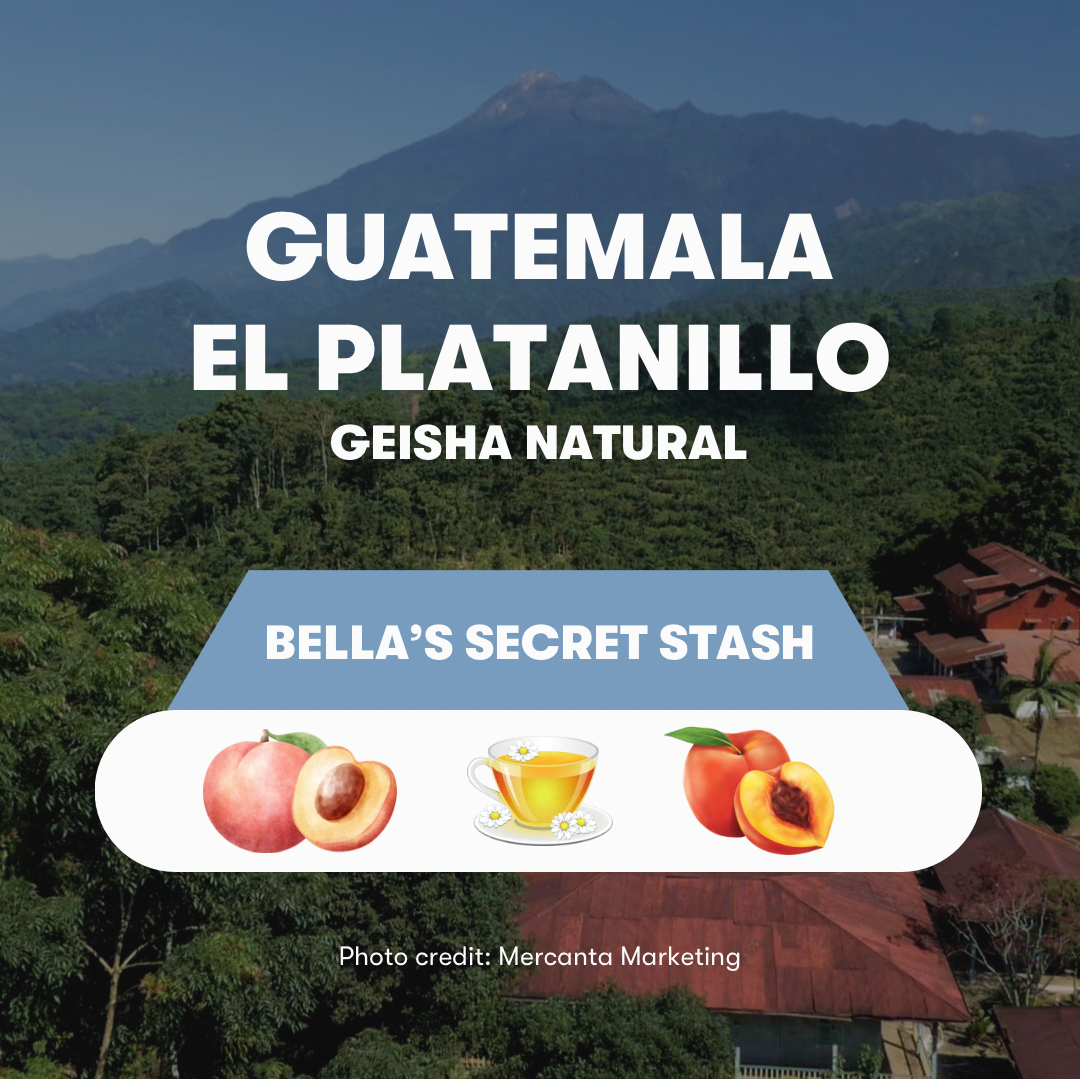 Guatemala La Platanillo Geisha Natural