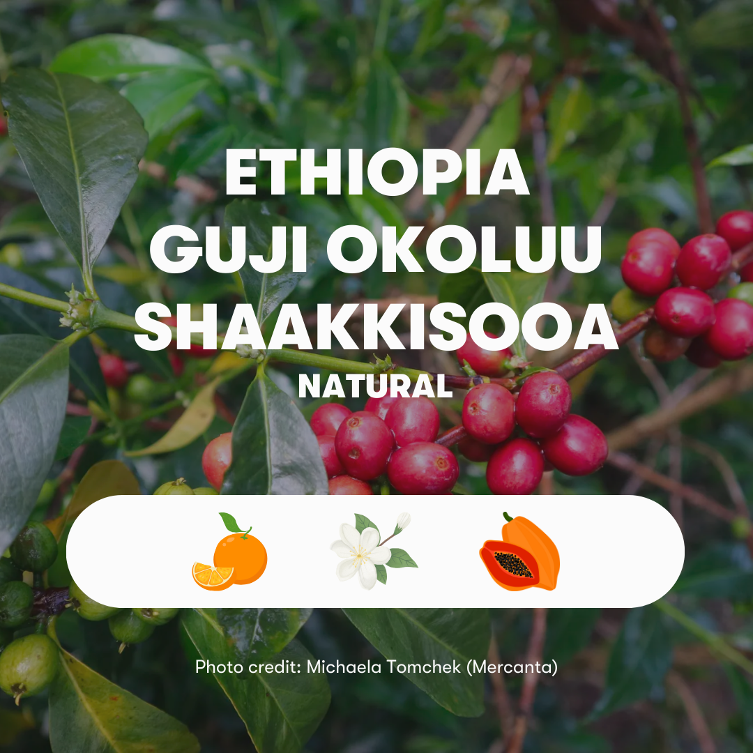 Ethiopia Guji Okoluu Shaakkisooa Natural