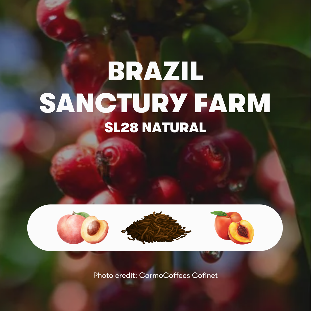 Brazil Sanctuary Farm SL28 Natural