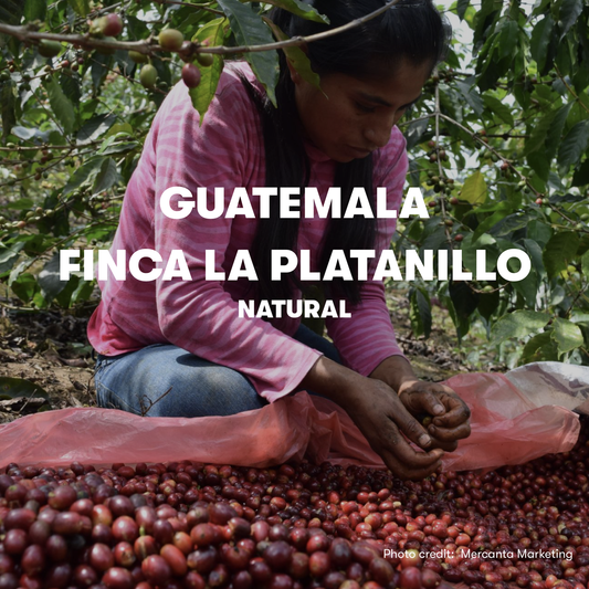 Guatemala El Platanillo Bourbon, Red & Yellow Icatu Natural