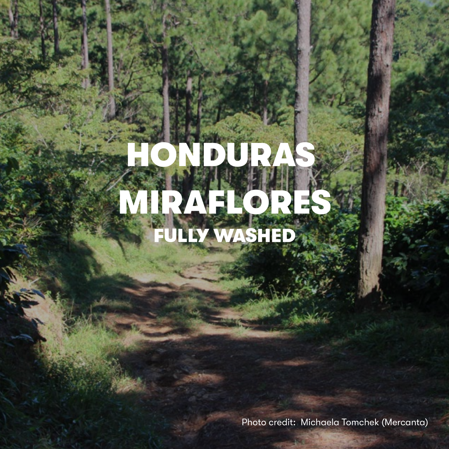 Honduras Miraflores Fully Washed